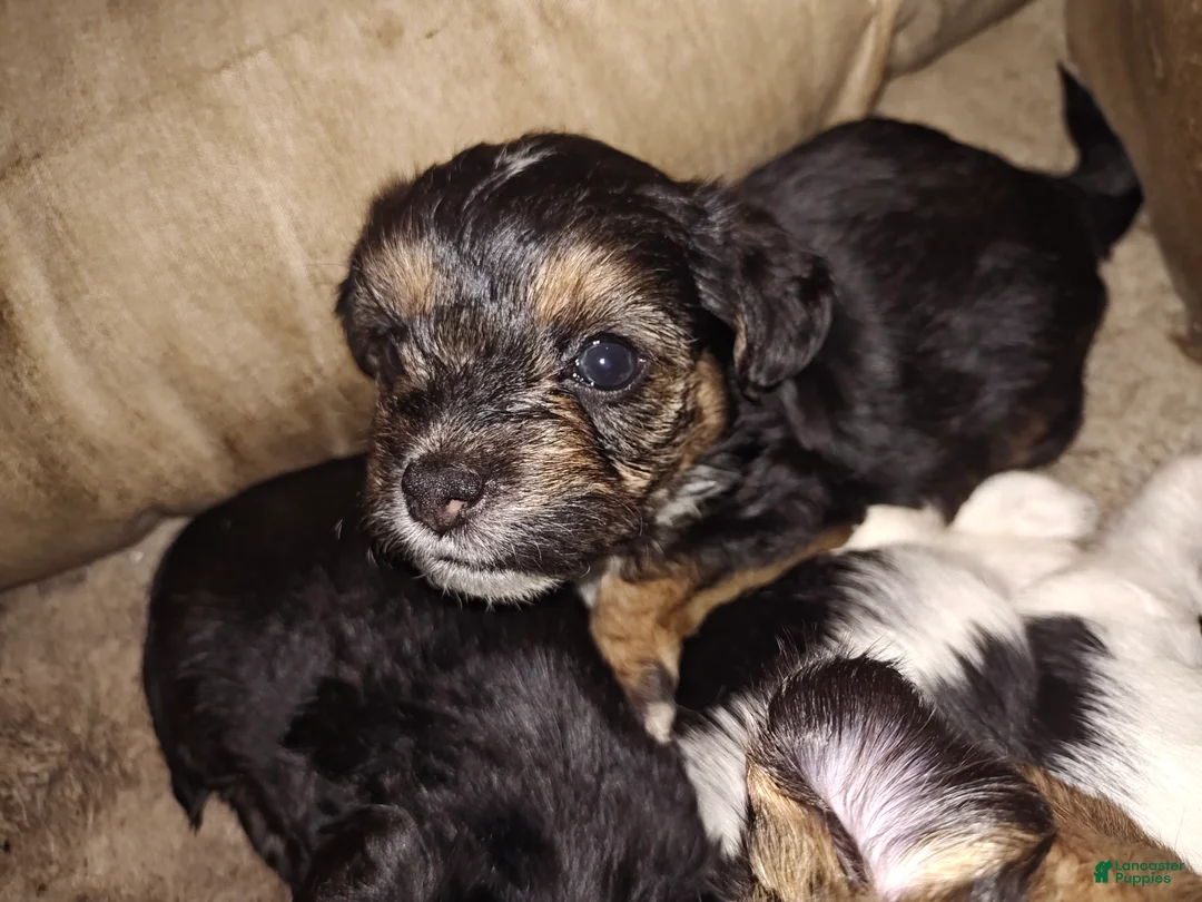 Mixed Breed dogs for sale: Mixed Breed 4 - Ad 2