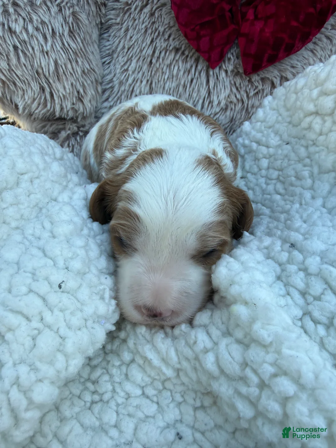 Cavapoo dogs for sale: Leo - Ad 1