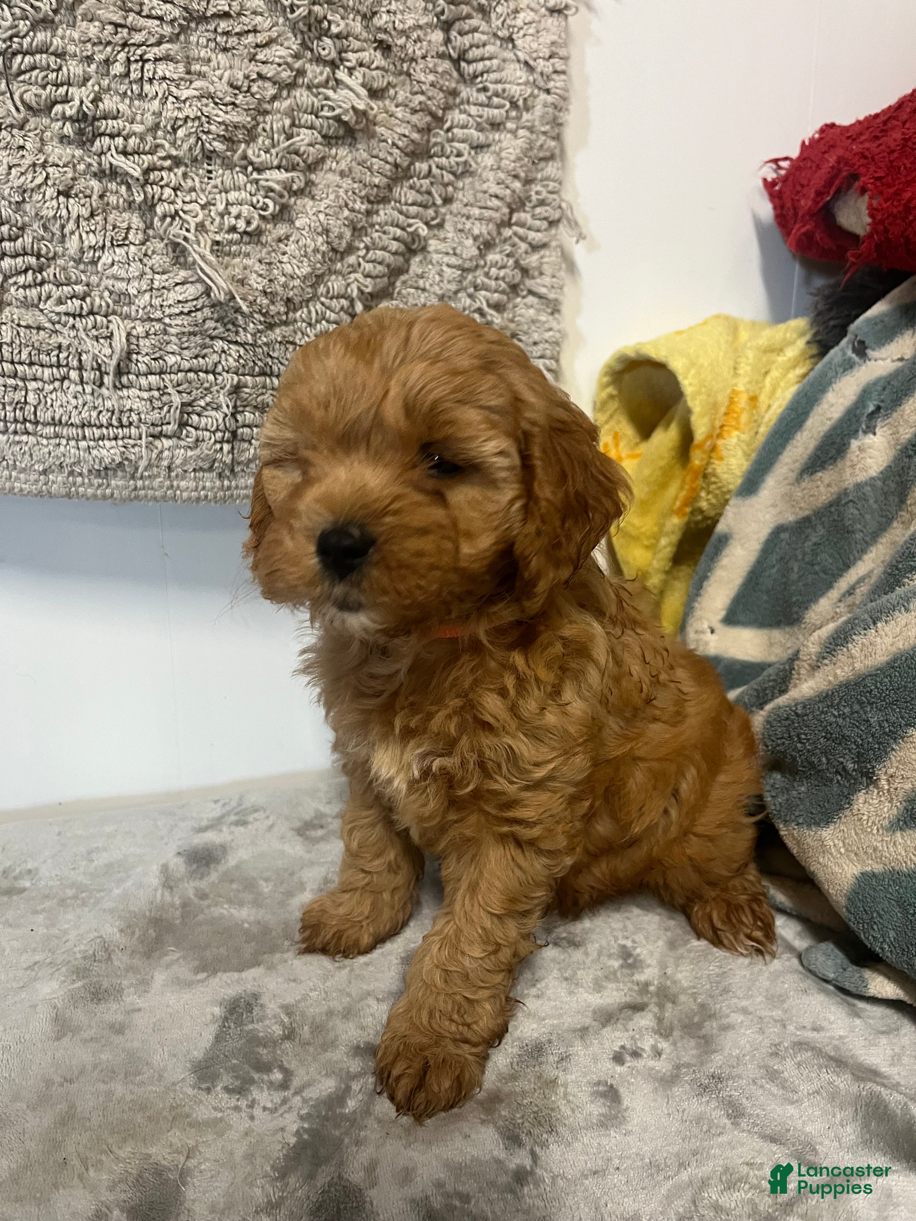 Cavapoo dogs Jane - Ad 2