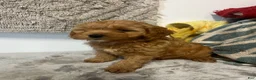 Cavapoo dogs for sale: Jane - Ad 2