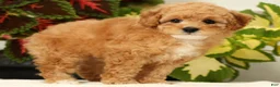 Miniature Poodle dogs for sale: Bobby - Ad 3