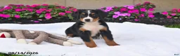 Bernese Mountain Dog dogs for sale: Kallia - Ad 3