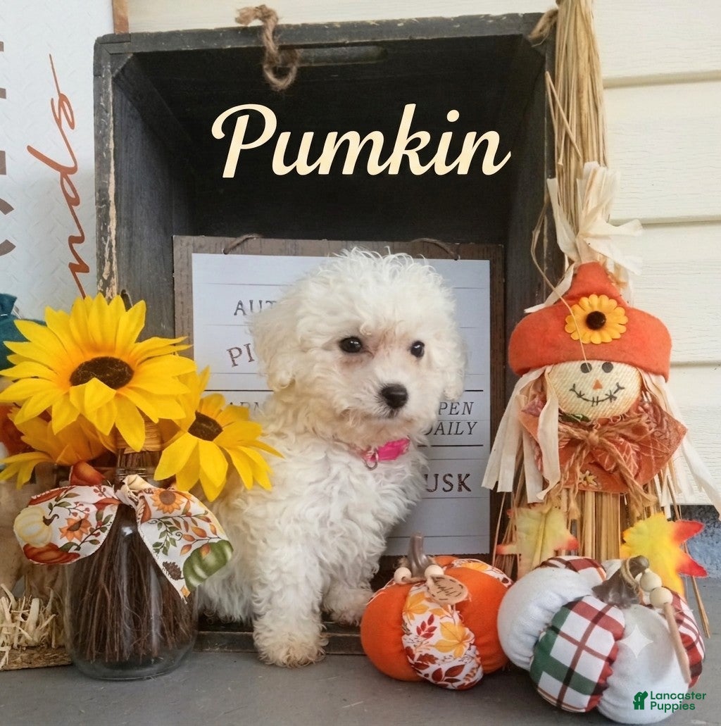 Bichon Frise dogs Bichon Frise 1 - Ad 7