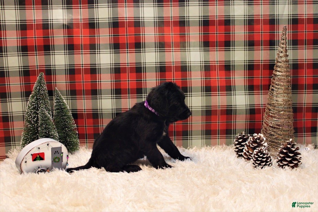 Mixed Breed dogs for sale: Ithica - Ad 3