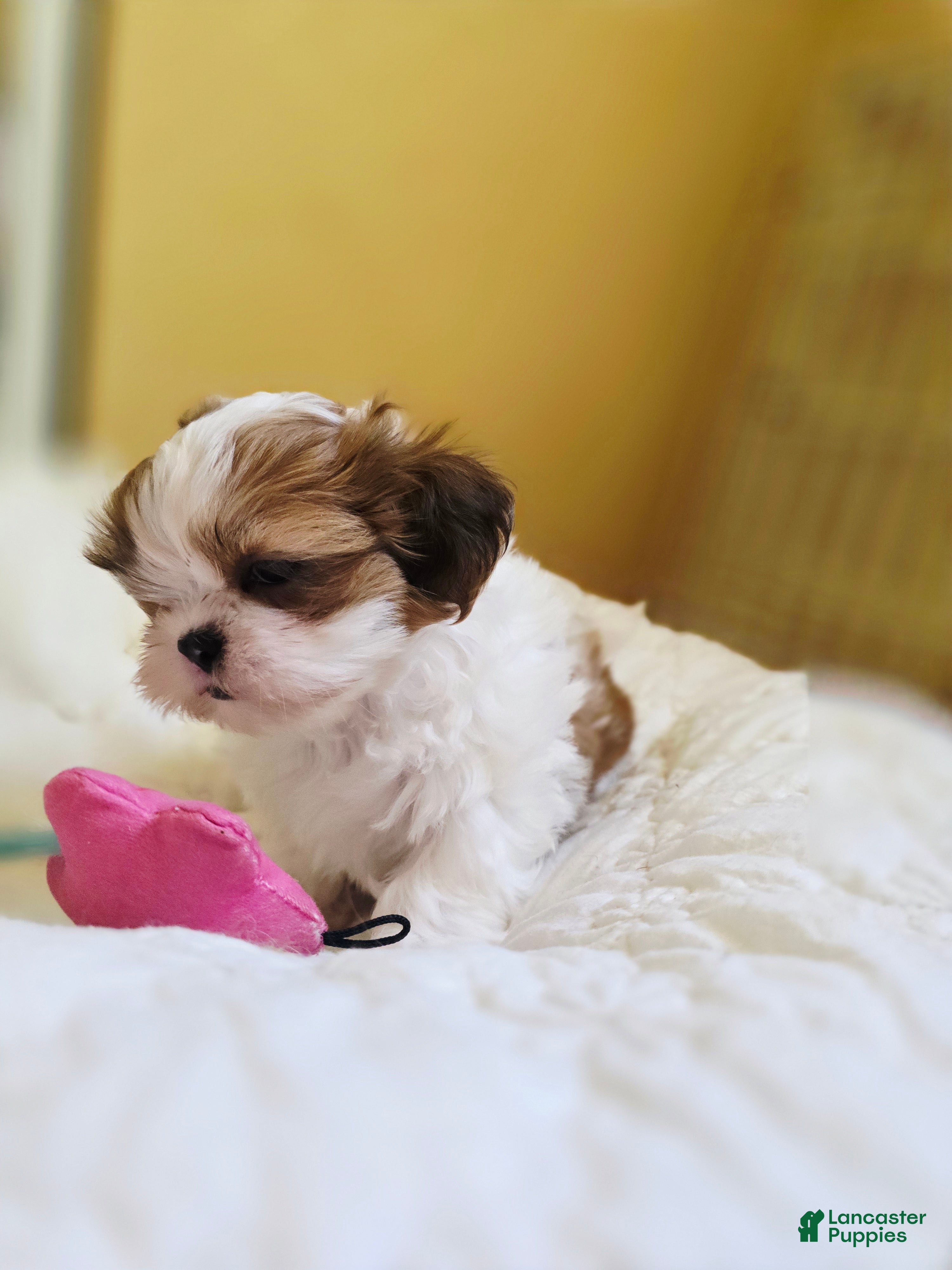 Shih Tzu dogs Shih Tzu 1 - Ad 2