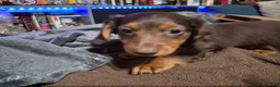Dachshund dogs for sale: Charlie - Ad 1