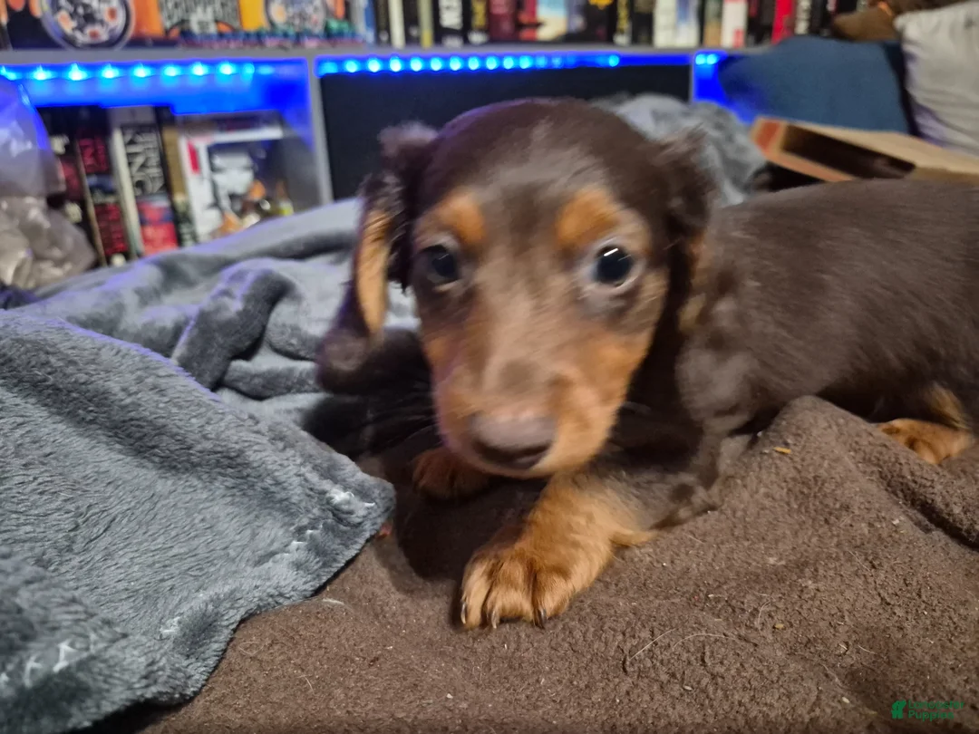 Dachshund dogs for sale: Charlie - Ad 1