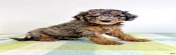 Bernedoodle dogs for sale: Buzz - Ad 5