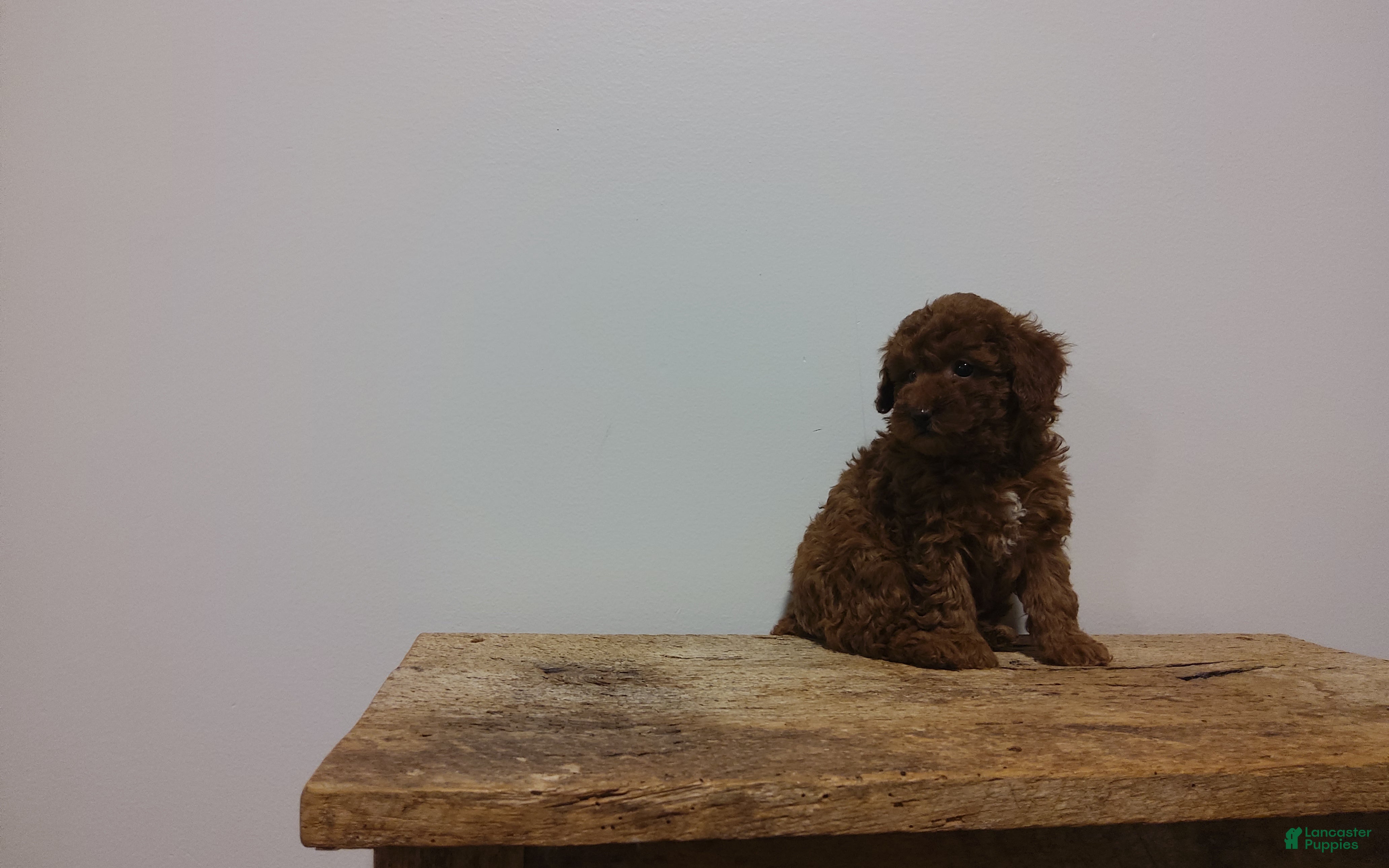 Miniature Poodle dogs Miniature Poodle Puppy 3 - Ad 27