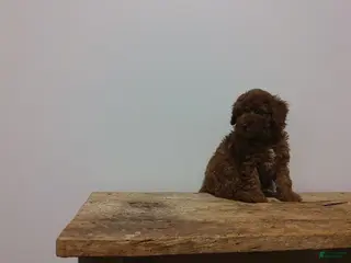 Miniature Poodle dogs Miniature Poodle Puppy 3 - Ad 35