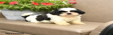 Buddy