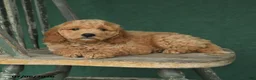 Mini Goldendoodle dogs for sale: Jack  - Ad 2