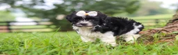 Havanese dogs for sale: Fiona - Ad 5