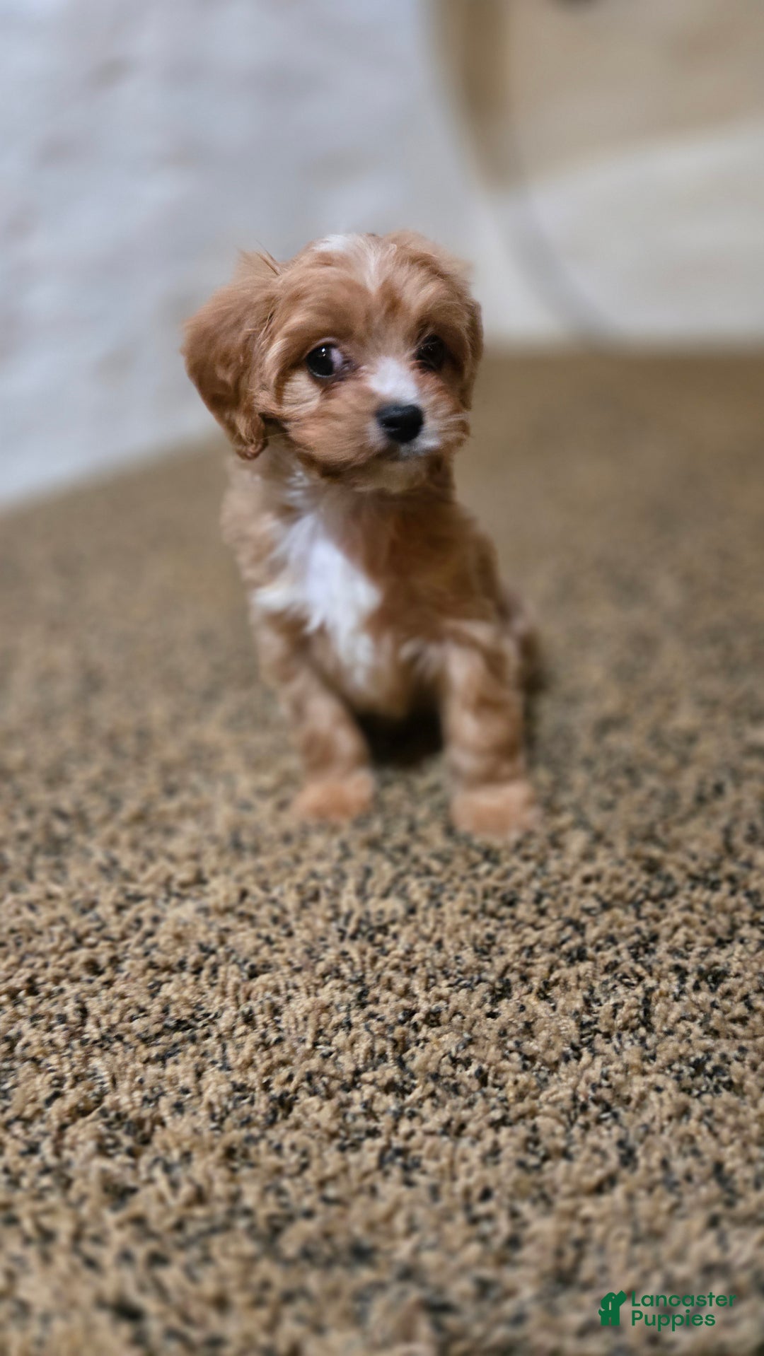 Cavapoo dogs for sale: Whitney - Ad 7