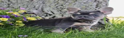 French Bulldog dogs for sale: Carmen - Ad 4