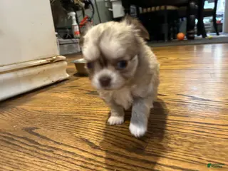 Chihuahua dogs Chihuahua Puppy 2 - Ad 5