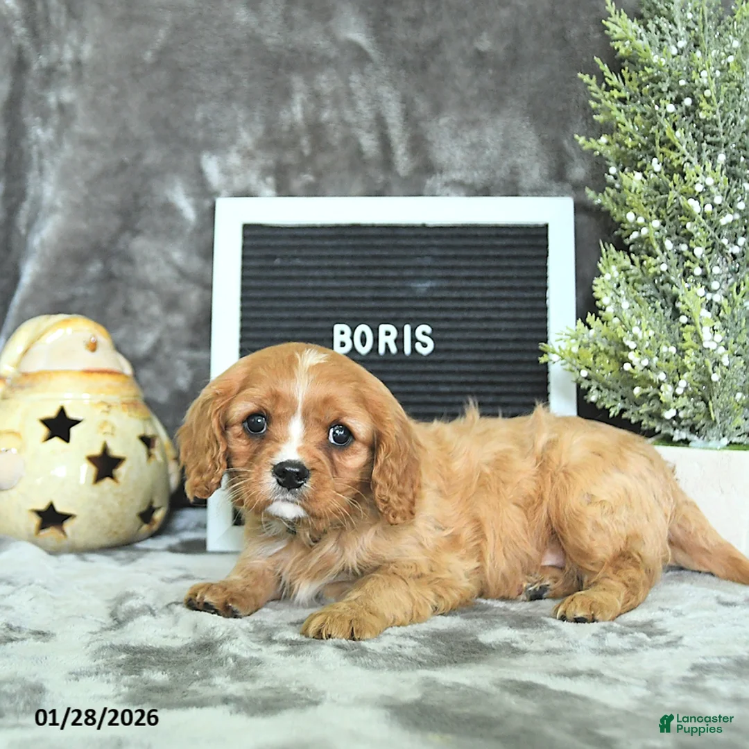 Cavalier King Charles Spaniel dogs for sale: Boris - Ad 2