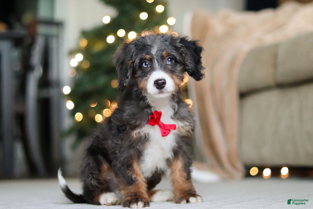 Mini Bernedoodle dogs for sale: Liam - Ad 3