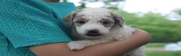 Mini Goldendoodle dogs for sale: Rose - Ad 5