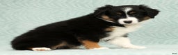 Australian Shepherd dogs for sale: Remmi - Ad 2