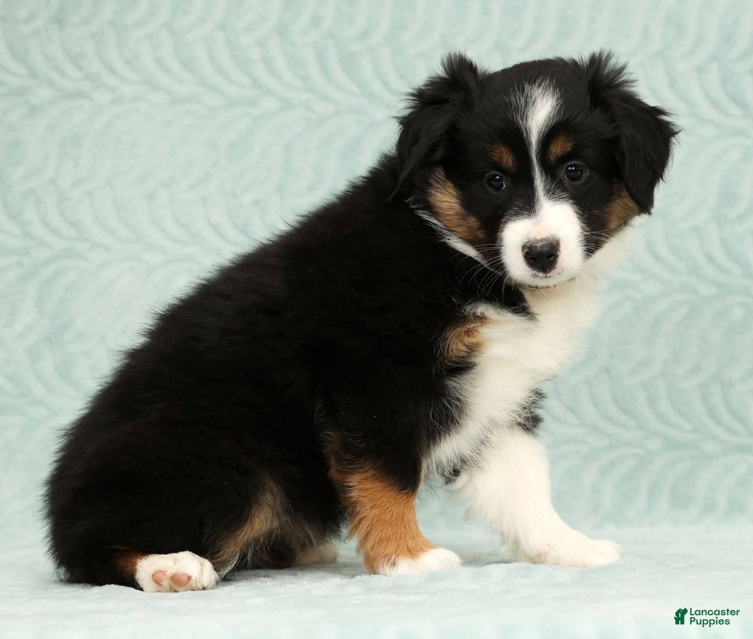 Australian Shepherd dogs for sale: Remmi - Ad 2