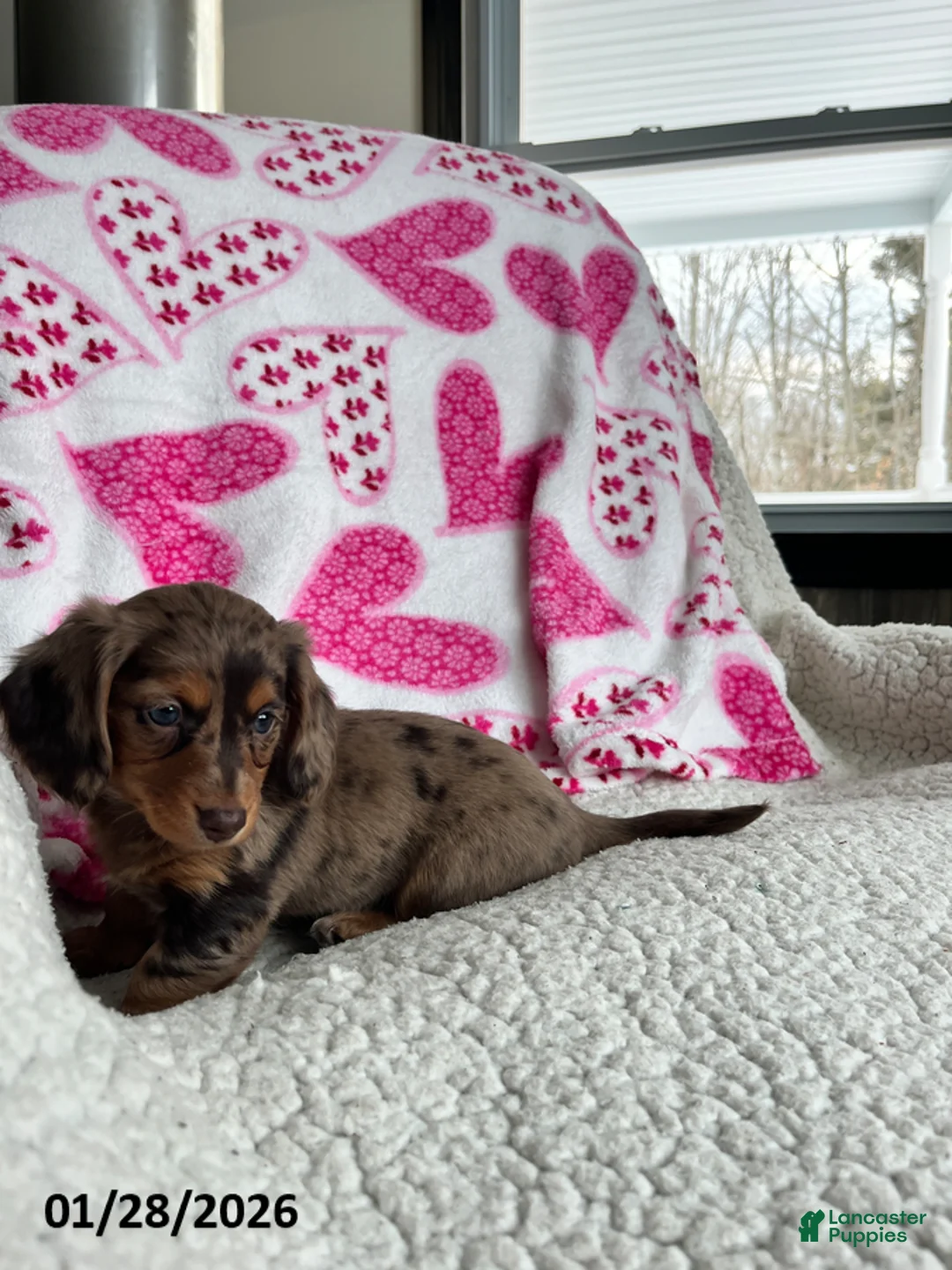 Miniature Dachshund dogs for sale: Sweet Rose - Ad 2