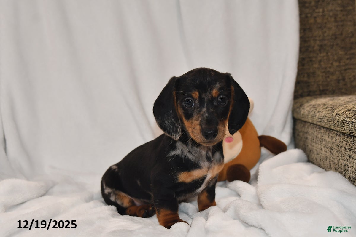 Miniature Dachshund dogs Vixen - Ad 29
