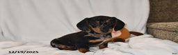 Miniature Dachshund dogs for sale: Vixen - Ad 1