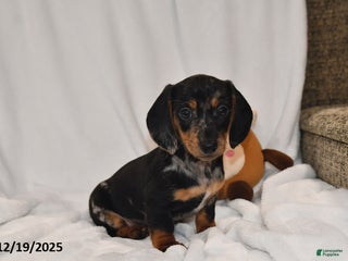 Miniature Dachshund dogs Vixen - Ad 42