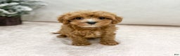 Cavapoo dogs for sale: Kati - Ad 1