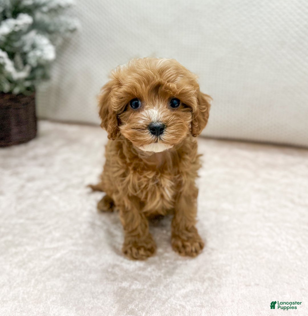Cavapoo dogs for sale: Kati - Ad 1