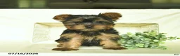 Yorkshire Terrier dogs for sale: Kaper  - Ad 3