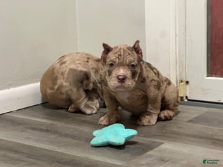 American Bully dogs Kardi - Ad 7