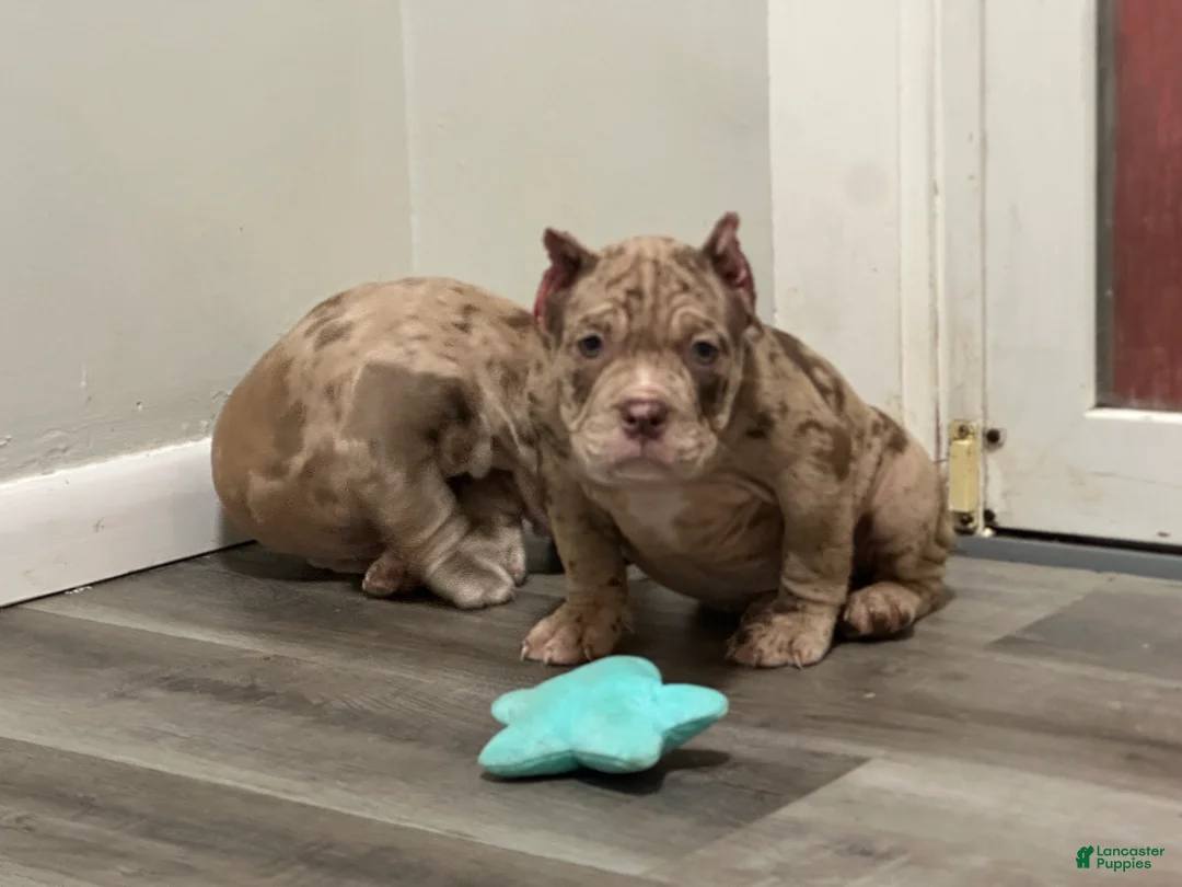 American Bully dogs for sale: Kardi - Ad 1