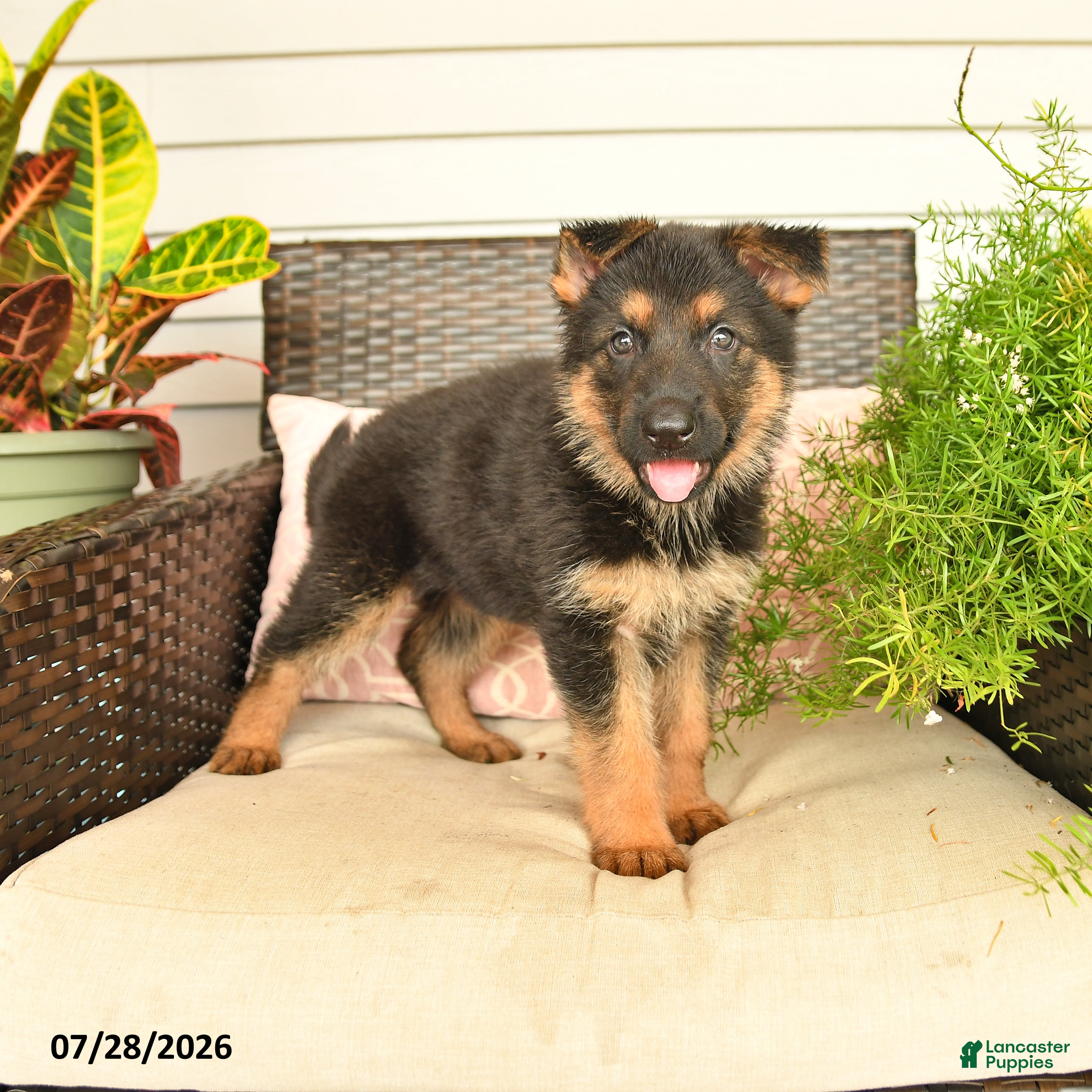 German Shepherd dogs Lexi  - Ad 1