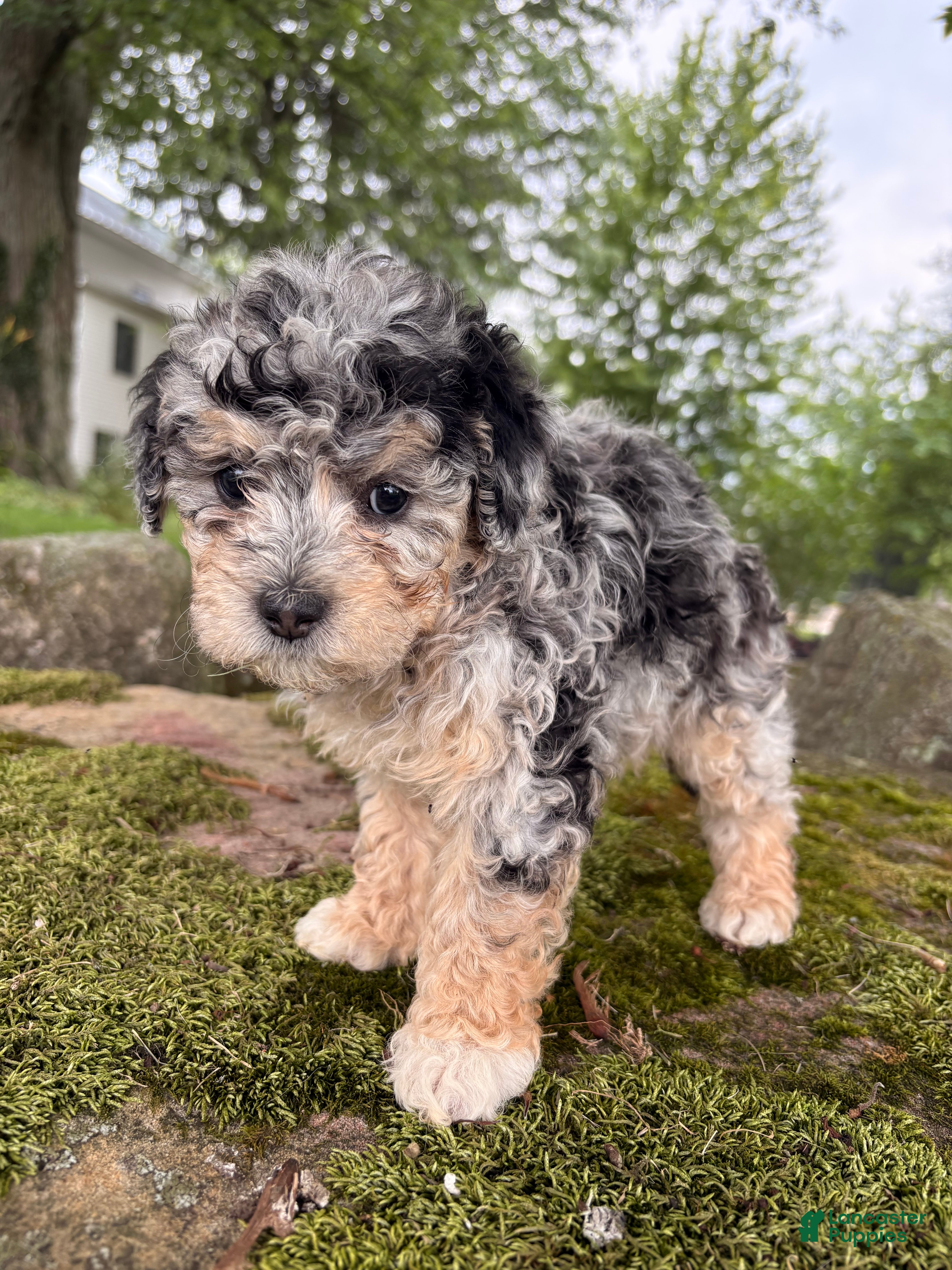 Corgipoo dogs Lily-F1B-Corgipoo Merle - Ad 1