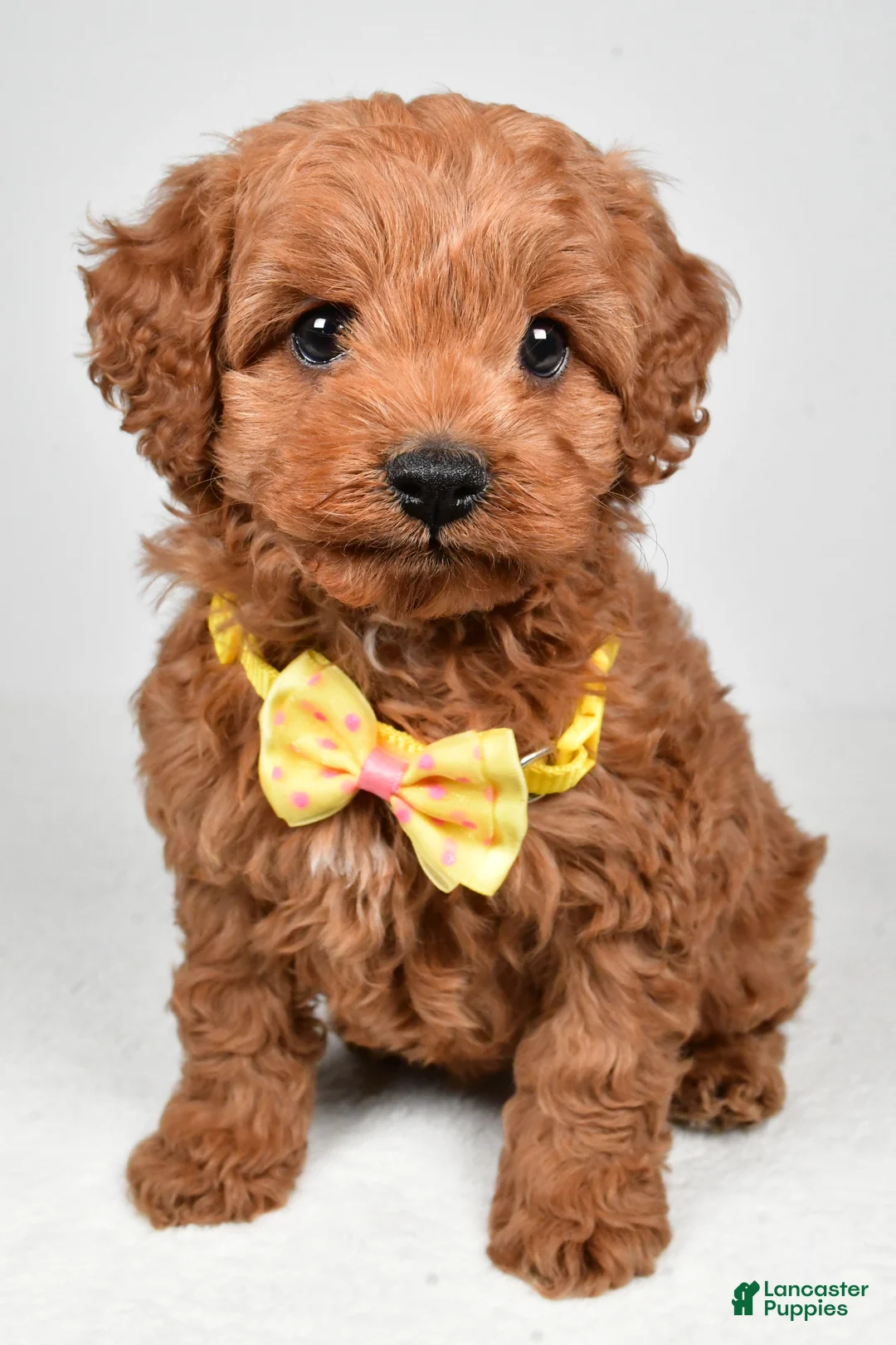 Cockapoo dogs for sale: Rascal - Ad 8