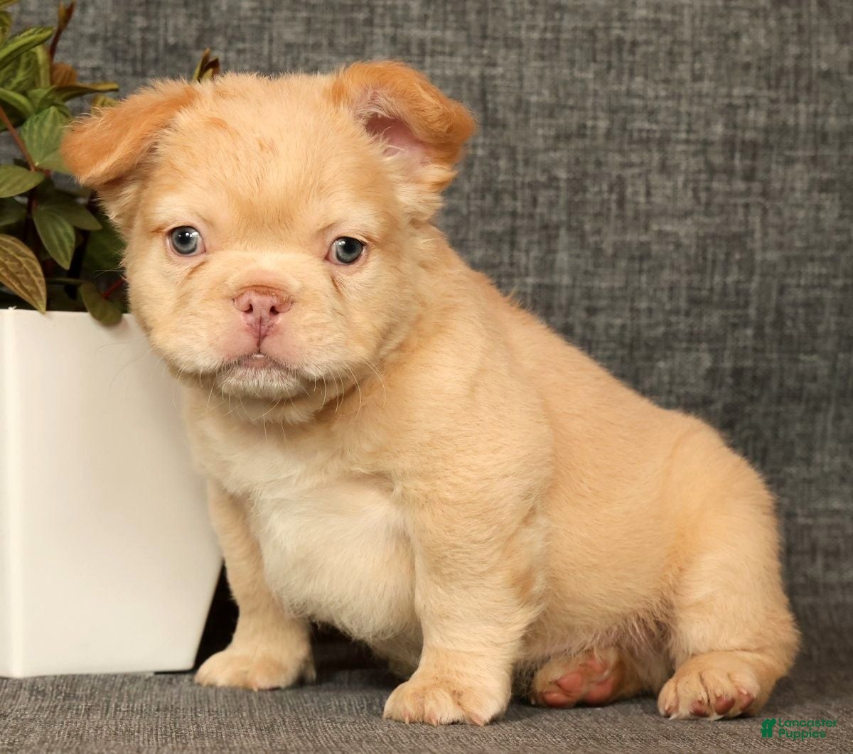 French Bulldog dogs for sale: Danny - Ad 4