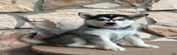 Pomsky dogs for sale: Skye - Ad 5
