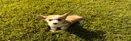 Welsh Corgi Pembroke dogs for sale: Lucy - Ad 14
