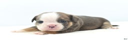 Mixed Breed dogs for sale: Savanna Tiny mini bulldog  - Ad 4
