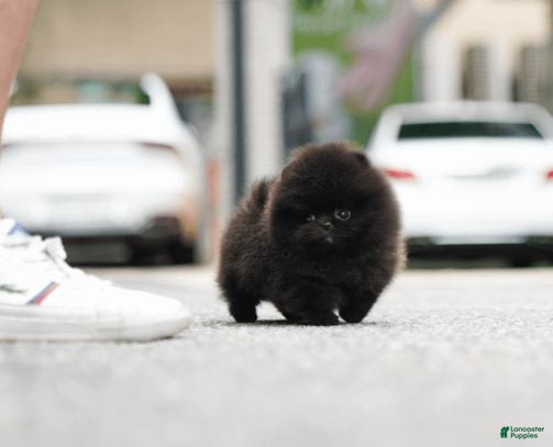Pomeranian dogs Pomeranian 4 - Ad 9