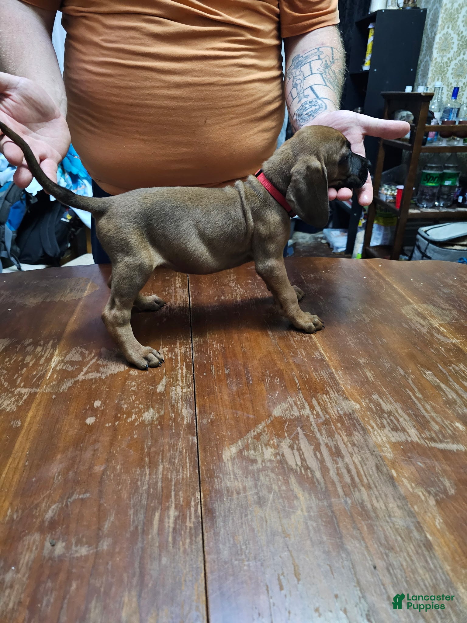 Redbone Coonhound dogs Redbone Coonhound 11(red) - Ad 1