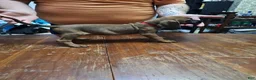 Redbone Coonhound dogs for sale: Redbone Coonhound 11(red) - Ad 1