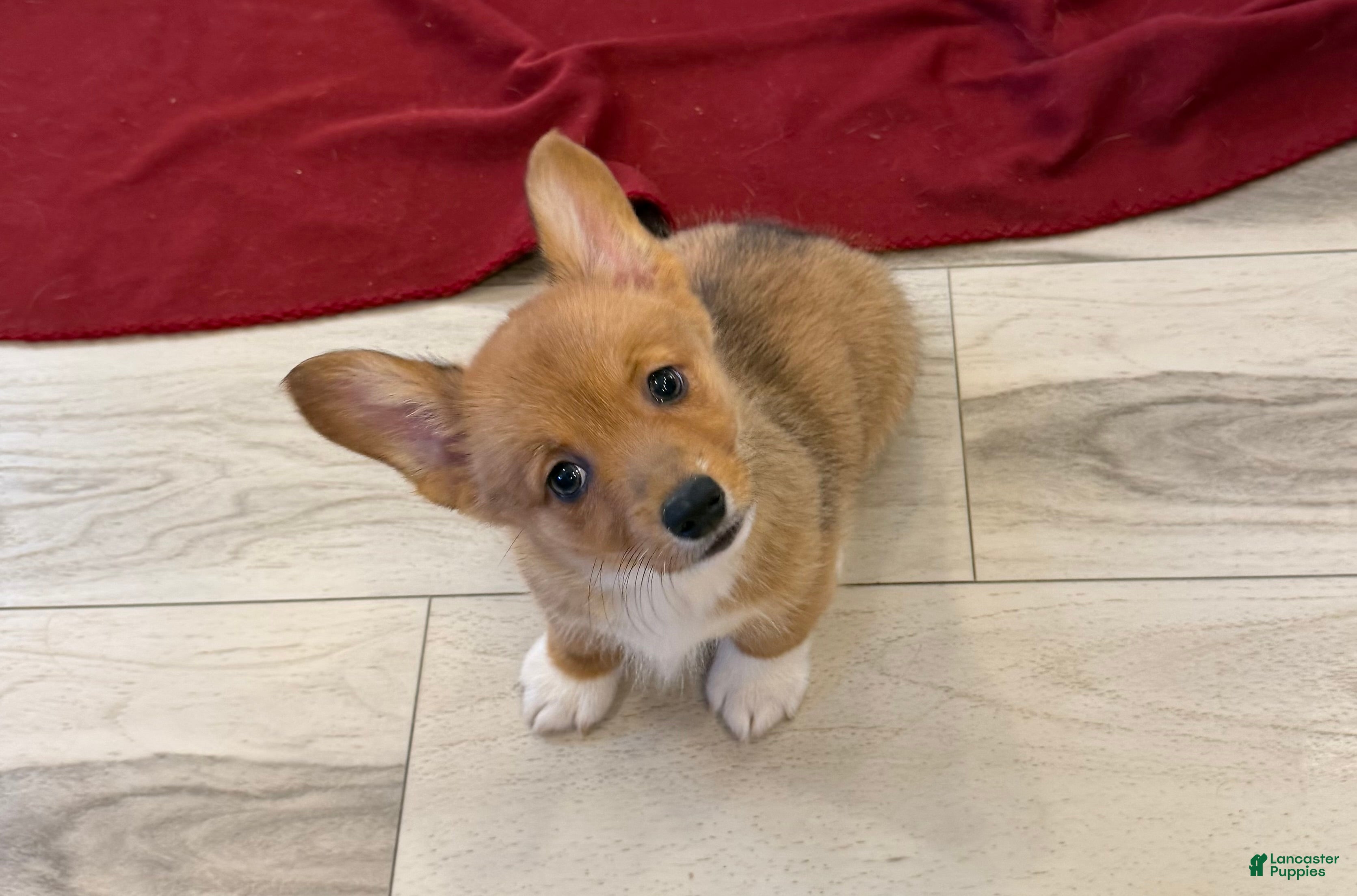 Welsh Corgi Pembroke dogs Ella - Ad 1