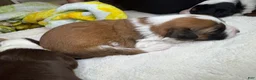 Mixed Breed dogs for sale: Bernard - Ad 4