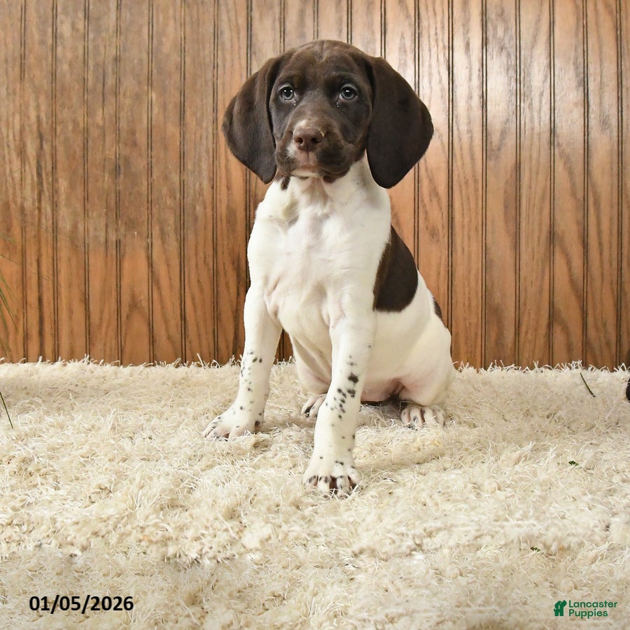 Mixed Breed dogs Gracie - Ad 1