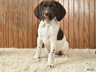 Mixed Breed dogs Gracie - Ad 1