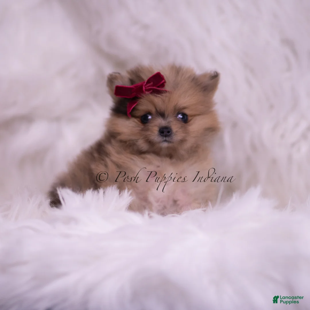 Pomeranian dogs for sale: Lil Tootsie - Ad 2