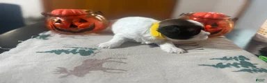 Teddy Bear yellow female 